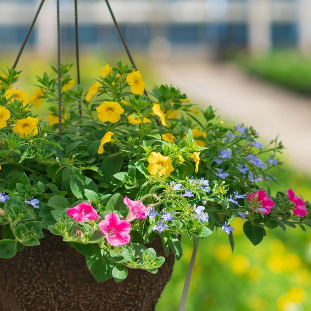 Combo – Pink Lemonade – 12″ Fiber Hanging Basket